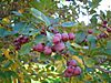 Crataegus crus galli 4.jpg