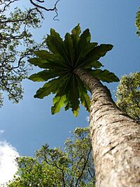 An image looking up the trunk of a Cyanea superba tree towards its leaves