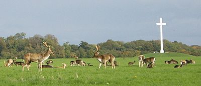 Deer by papal cross