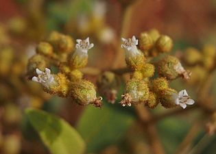 Dicrastylis exsuccosa flowers 2