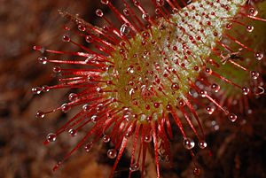 Drosera spatulata leaf Darwiniana