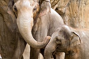 Elephants-OregonZoo