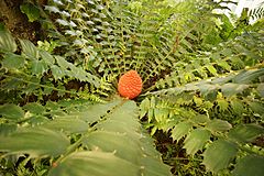 Encephalartos ferox at the Phipps Conservatory