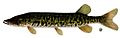 Esox americanus vermiculatus.jpg