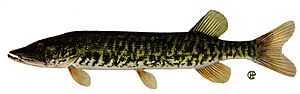 Esox americanus vermiculatus.jpg