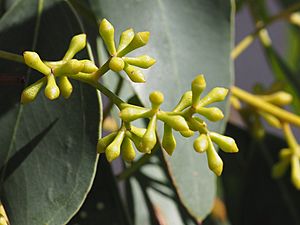 Eucalyptus conica buds