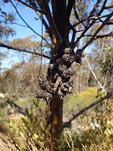 Eucalyptus extensa fruit