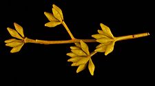 Eucalyptus horistes buds