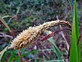 GT Pendulous Sedge in flower