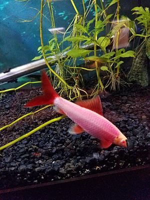 Glofish shark purple