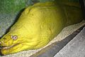 GreenMorayEel.JPG