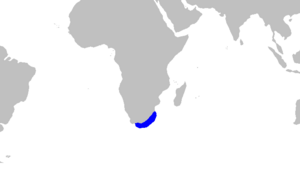 Haploblepharus fuscus distmap.png