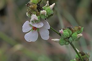 J20150917-0048—Malacothamnus densiflorus—RPBG (21016390783).jpg