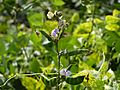 Lablab bean and bean flowers