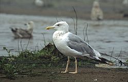 Larus cachinnans 3 (Marek Szczepanek).jpg