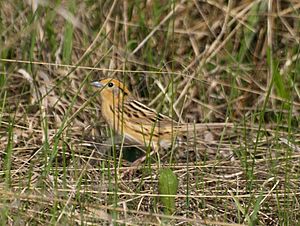 Le Conte's Sparrow