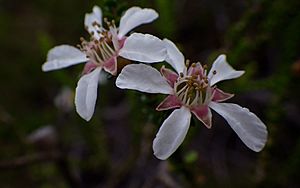 Leptospermum epacridoideum detail