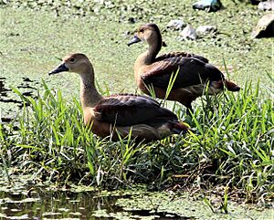 Lesser whistling ducks near Chandigarh