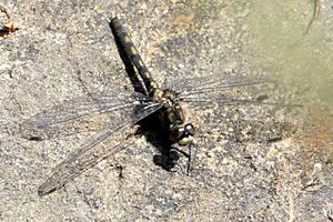 Leucorrhinia.dubia.female