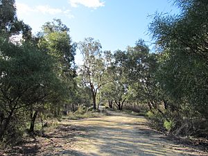 Lightning Swamp trails 2