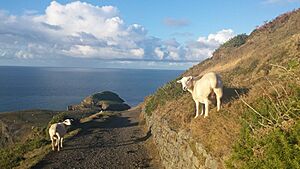 Llangrannog - coastal walk