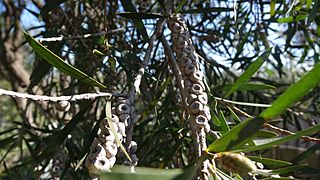 M.citrina woody capsules