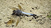 Male Blue Skimmer flank (15302446583)