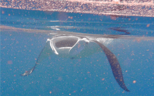 Manta alfredi ram feeding