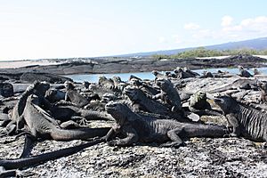 Marineiguanas