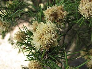 Melaleuca nodosa.JPG