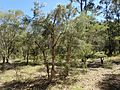 Melaleuca nodosa habit (Booral)