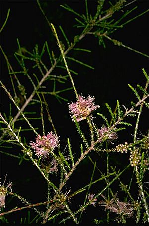 Melaleuca pallescens.jpg