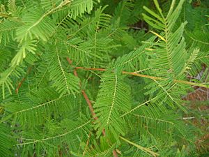 Mimosa verrucosa03.jpg