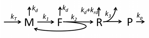 Model M0 of protein synthesis