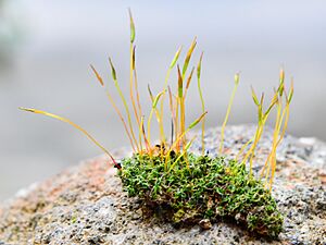 Moss Gametophytes Sporophytes