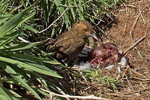 Nesocichla eremita -Nightingale Island -eating-8