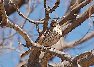 Oreoscoptes montanus -Minneapolis-8