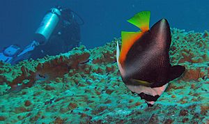 Phantom Bannerfish - Heniochus pleurotaenia