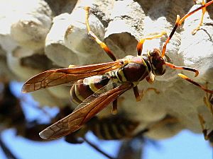 Polistes exclamans-nest