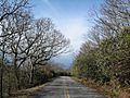 Road to Brasstown Summit