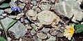 Roundtail Horned Lizard (Phrynosoma modestum), Municipality of Tula, Tamaulipas, Mexico (15 August 2004)