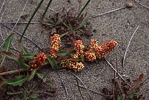 Rumex salicifolius FWS-001.jpg