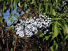 Sambucus caerulea 7997