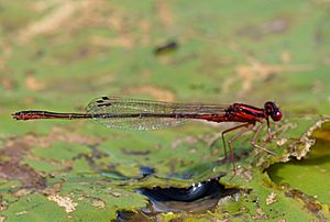 Scarlet Bluet damselfly.jpg