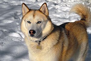 Siberian Husky sable