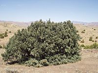 Single-leaf pinyon 1.jpg