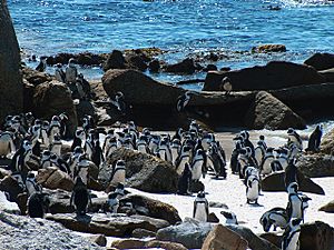 Spheniscus demersus Jackass penguins