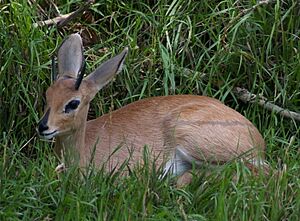 Steenbok sitting