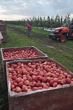 SweeTango apples harvested 2010