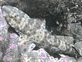 Swell Shark, San Clemente Island, California